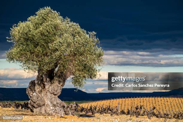 vineyards in spain - valladolid spanish province stock-fotos und bilder