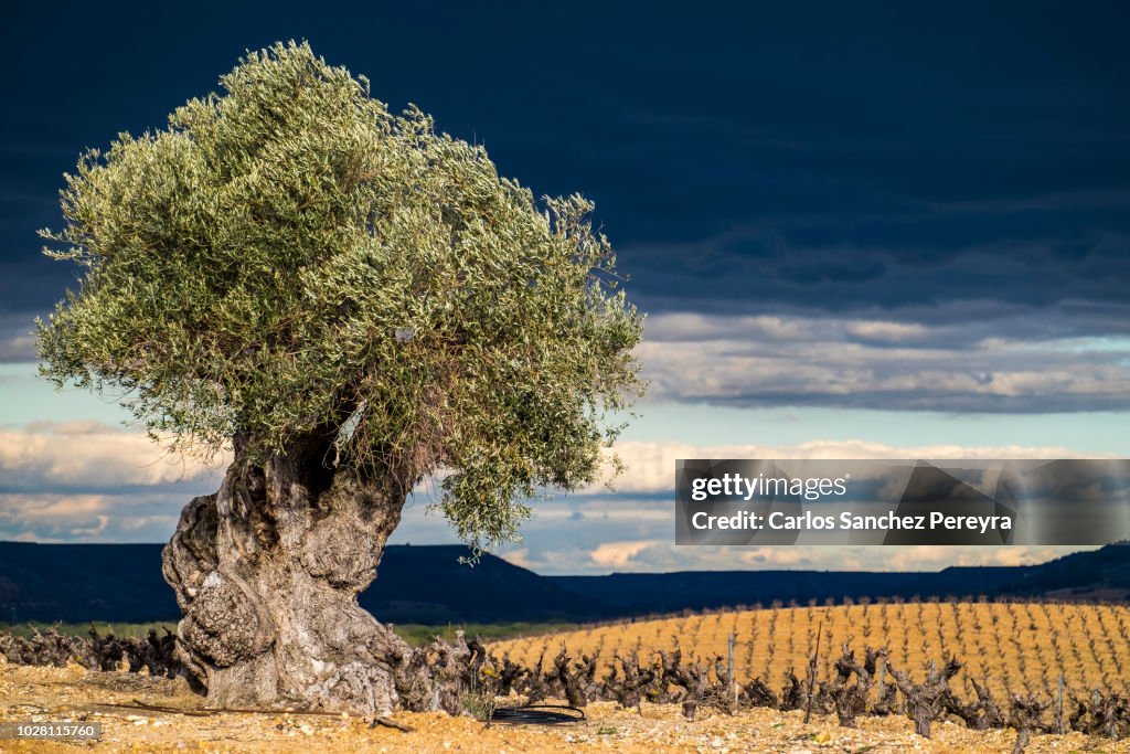 Vineyards in Spain