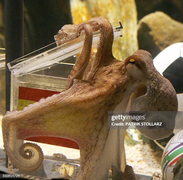 Paul Rees Octopus 16 Paul De Octopus Stock Photos, High-Res Pictures, and Images - Getty ...