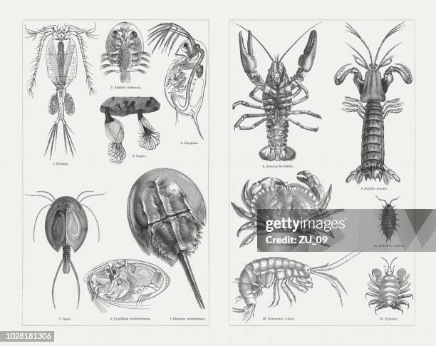 illustrazioni stock, clip art, cartoni animati e icone di tendenza di crustaceans (crostacei), incisioni in legno, pubblicato nel 1897 - granchio reale