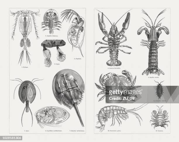 ilustrações, clipart, desenhos animados e ícones de crustáceos (crustacea), gravuras de madeira, publicado em 1897 - lagosta marisco