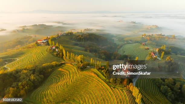 weinberge und häuser auf hügeln, jeruzalem, slovenske gorice, prlekija, steiermark, slowenien - slowenien stock-fotos und bilder