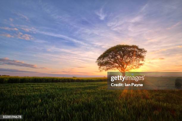 lone tree in field - berkshire inglaterra imagens e fotografias de stock
