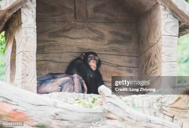 Chimp In House 164 Chimpanzee House Stock Photos, High-Res Pictures, and Images ...