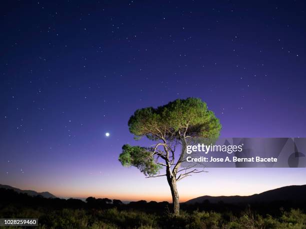landscape with the silhouette of an alone solitary tree in a great plain, one night with crepuscular light  with the full moon. bocairent,  valencian community, spain. - sequenz tag und nacht stock-fotos und bilder