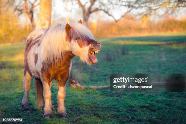 portrait of a pony in normandy's fields in france during sunset - ponies stock-fotos und bilder