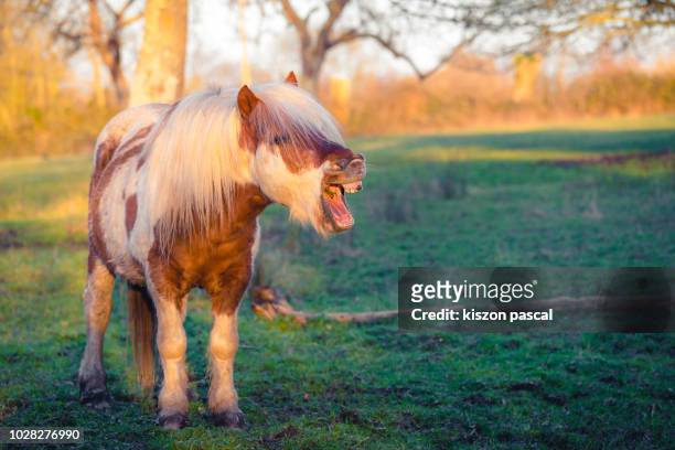 portrait of a pony in normandy's fields in france during sunset - pony stock pictures, royalty-free photos & images
