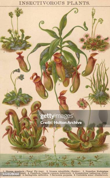 Illustration entitled 'Insectivorous Plants', depicting carnivorous plants, plants that derive some or most of their nutrients from trapping and...