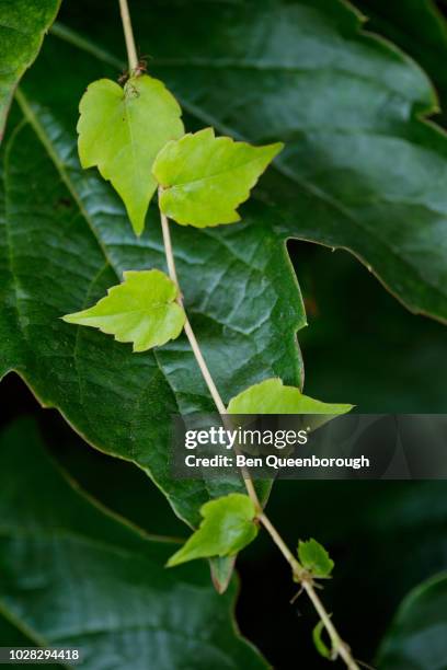 boston ivy (parthenocissus tricuspidaca veitchii) - veitchii stock pictures, royalty-free photos & images