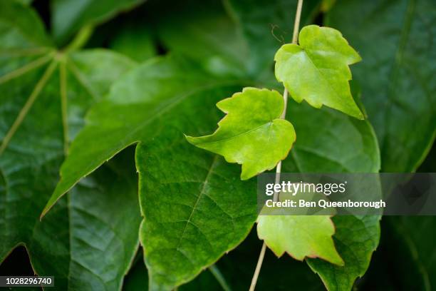 boston ivy (parthenocissus tricuspidaca veitchii) - veitchii stock pictures, royalty-free photos & images