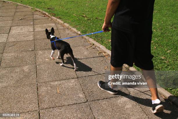 man walking with his dog - low section stock pictures, royalty-free photos & images