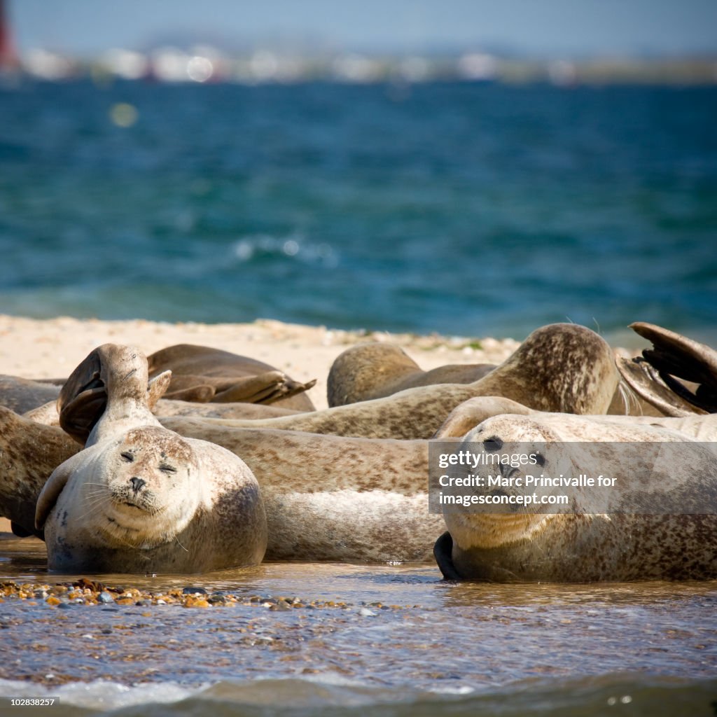 Norfolk Coast  With Seals