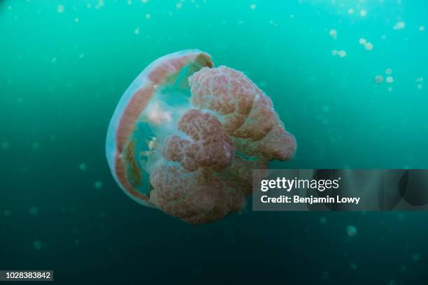 Jellyfish Lake, Palau