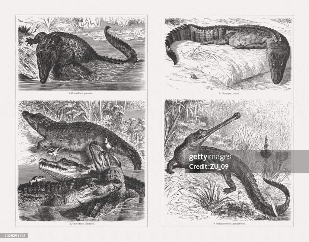 Crocodiles, wood engravings, published in 1897