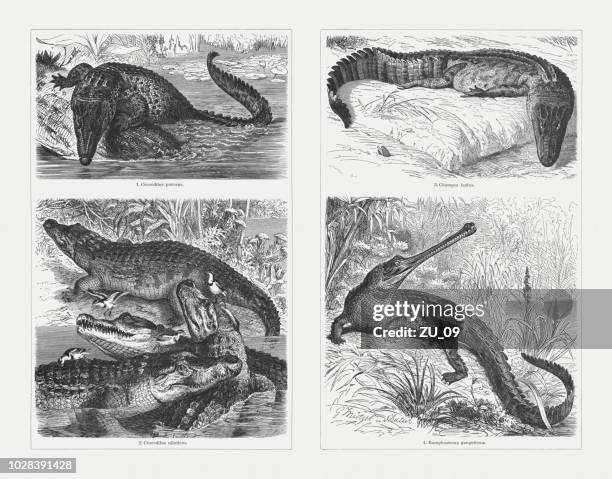 crocodiles, wood engravings, published in 1897 - caiman stock illustrations