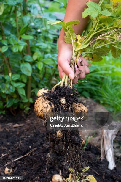 vegetable garden in canada- harvesting potatos - soil roots stock pictures, royalty-free photos & images