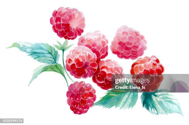 ilustrações de stock, clip art, desenhos animados e ícones de several raspberries on a white background. watercolor painting - fruta com grão