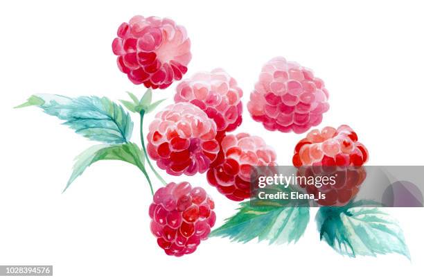 several raspberries on a white background. watercolor painting - ripe stock illustrations