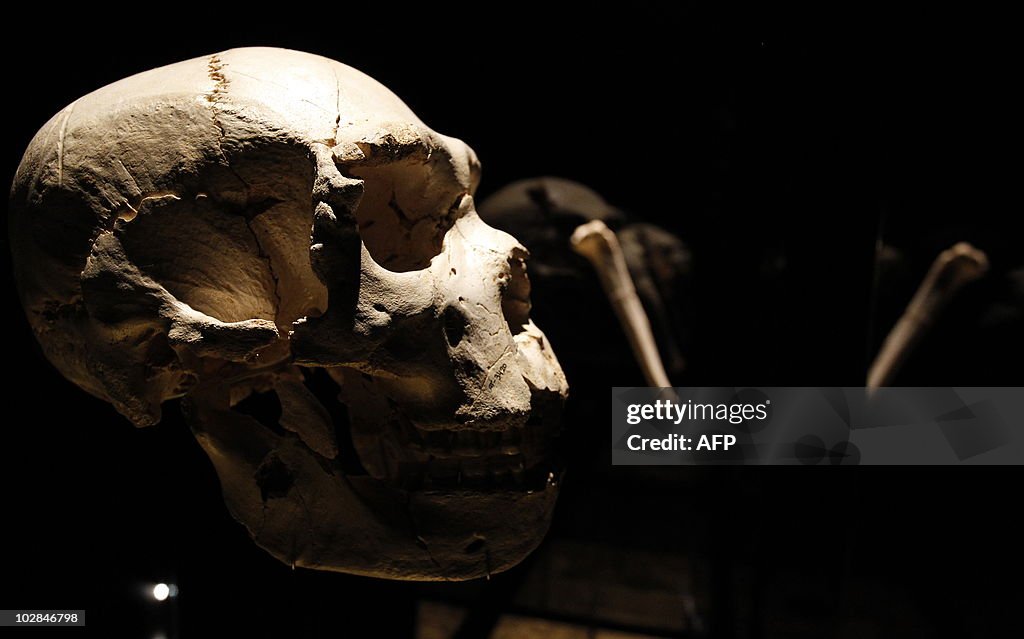 View of a skull of an adult Homo heidelb