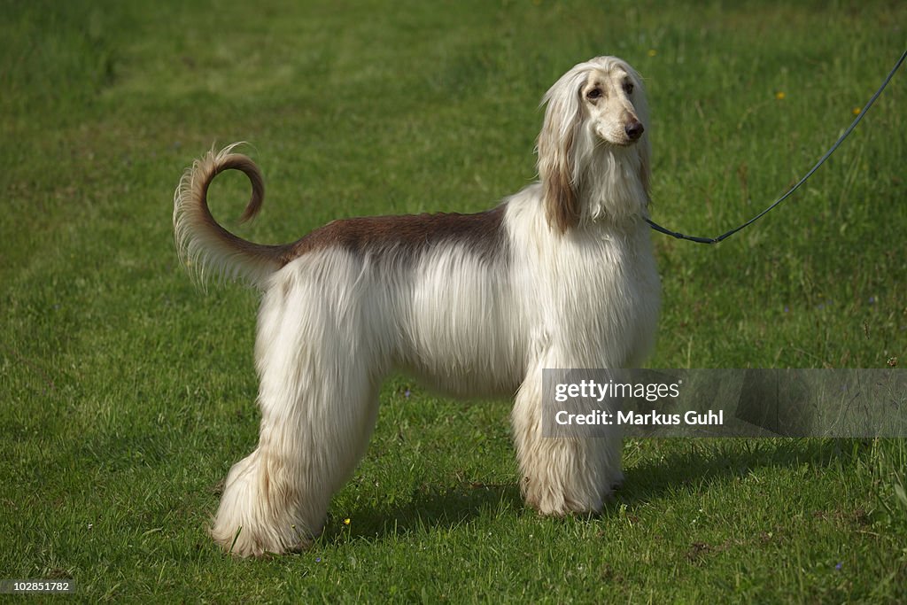 Afghan hound