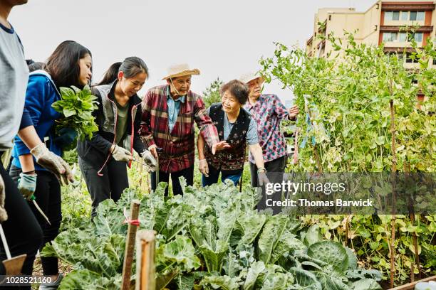 senior women explaining work to be done to young volunteers working in community garden - american influence stock-fotos und bilder