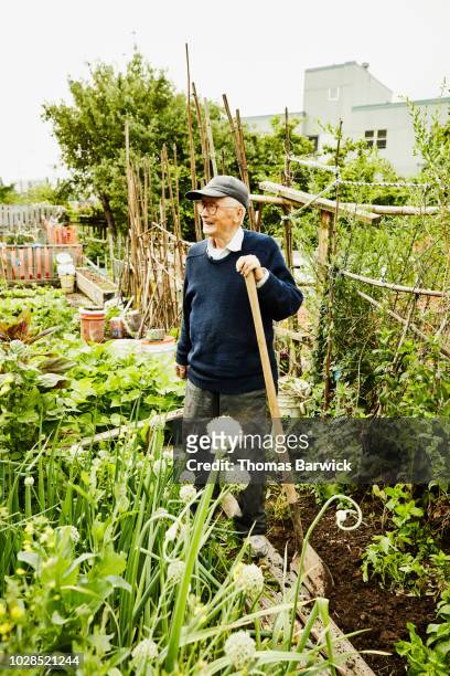 smiling senior man working in community garden on summer morning - flowers placed on the hollywood walk of fame star of jay thomas stockfoto's en -beelden