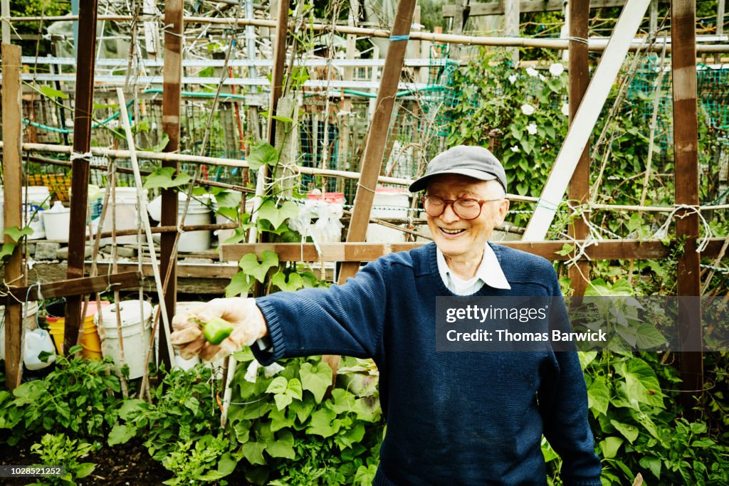 Smiling senior man holding out pepper grown in vegetable patch in community garden