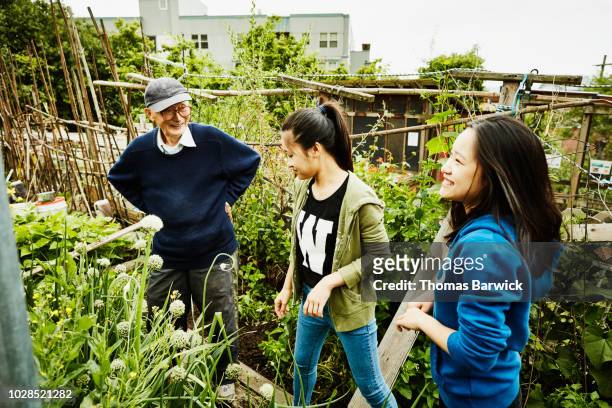 young volunteers working with senior man in his vegetable patch in community garden - city garden photos et images de collection