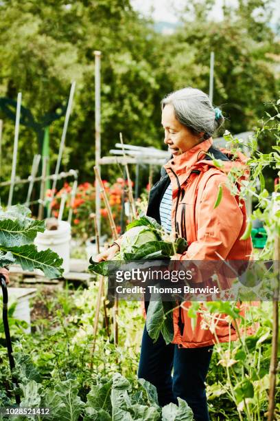Mature woman helping pick vegetables in community garden