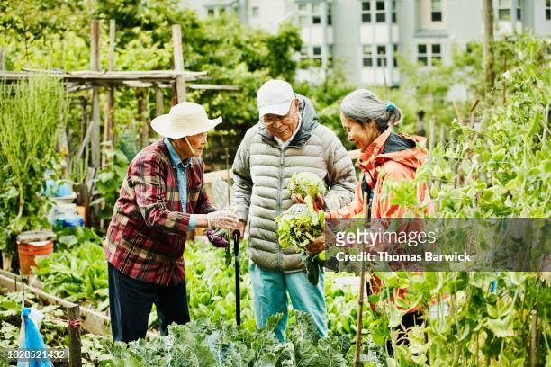 smiling mature woman helping senior parents pick vegetables while working together in community garden - older asian couple stock-fotos und bilder