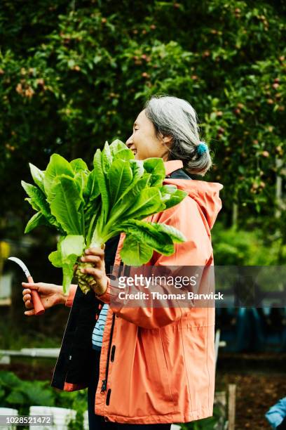 laughing mature woman holding freshly cut greens in community vegetable garden - mature asian woman candid foto e immagini stock
