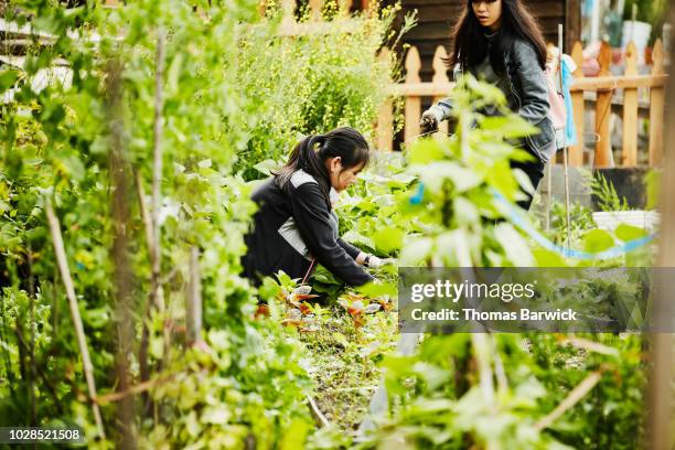 young female volunteer pulling weeds in community vegetable garden - to pull together stock pictures, royalty-free photos & images