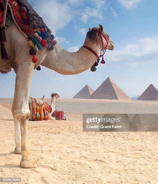 two camels looking at pyramids - el cairo fotografías e imágenes de stock