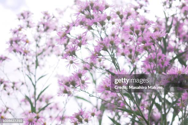 Microcephalus Photos and Premium High Res Pictures - Getty Images