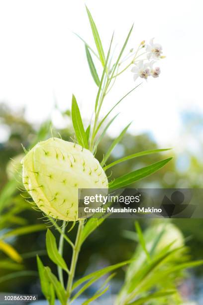 Capsule Example Botany 119 Capsule (Botany) Stock Photos, High-Res Pictures, and Images ...