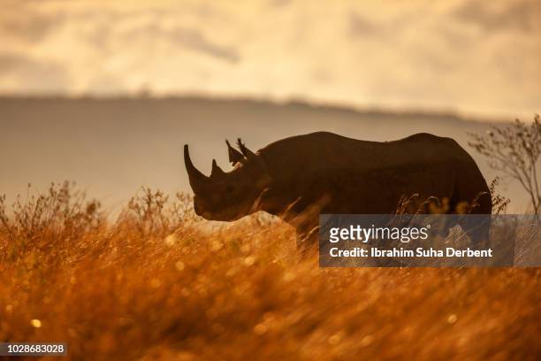 rhinoceros silhouette - rhinoceros silhouette stock pictures, royalty-free photos & images