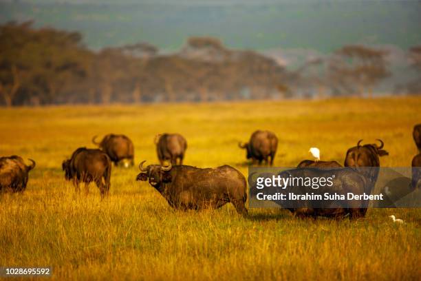 buffalo herd in plains - oxen stock-fotos und bilder