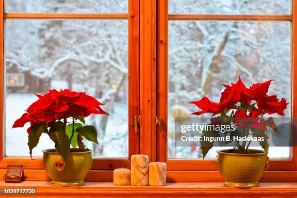 norwegian christmas traditions. two poinsettias and candlesticks in the kitchen window. view on garden and trees with snow. - weihnachtsstern stock-fotos und bilder