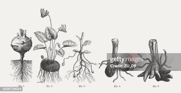 ilustraciones, imágenes clip art, dibujos animados e iconos de stock de plantas tuberosas, grabados en madera, publicaron en 1897 - nabo tubérculo