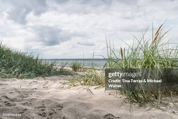 scenic beach view from the baltic sea. - marram grass stockfoto's en -beelden