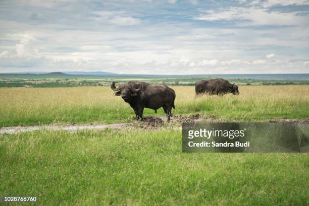 bufalo en masai mara - アフリカスイギュウ ストックフォトと画像