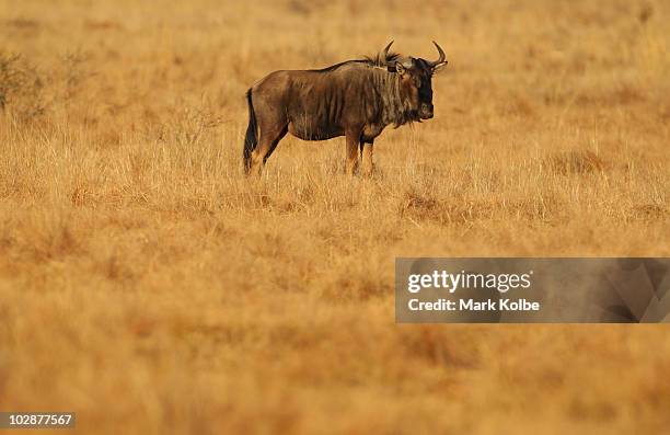 Wildebeest stands in grass land at Pilanesberg National Park on June, 2010 in Rustenburg, South Africa. Situated adjacent to Sun City, Pilanesberg is...