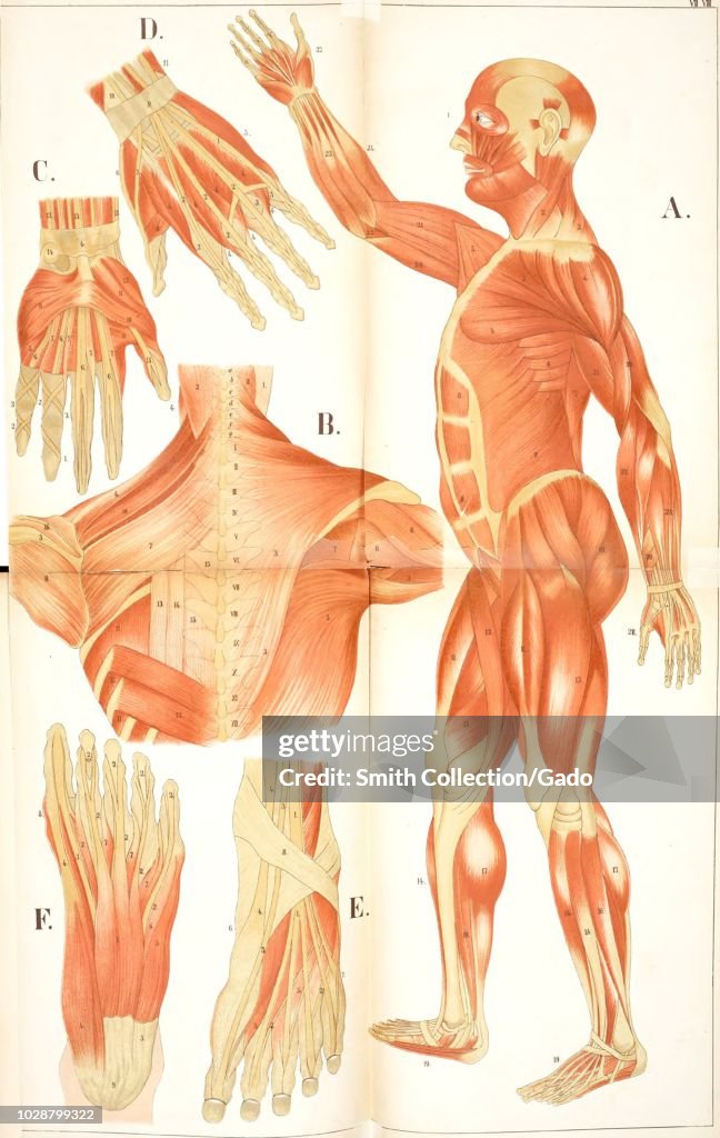 Muscular System Evolution Color print depicting the human muscular system, in full-length... News ...