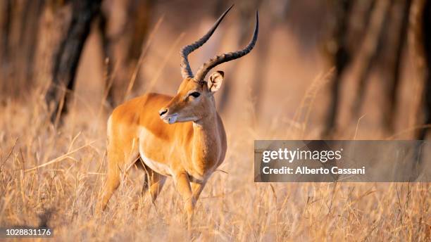 serengeti morning. - impala foto e immagini stock