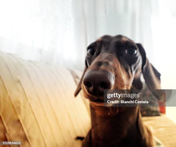 miniature female teckel looking at camera - short brown hair stock pictures, royalty-free photos & images