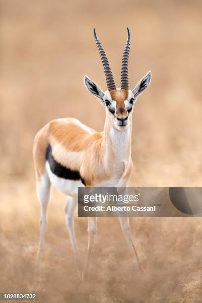 morning cutie. - antilope stock-fotos und bilder