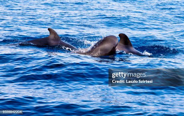 Pilot whales swim in the Atlantic at Costa Adeje on August 21, 2018 in Tenerife, Spain. Whales and dolphins are often visible near the southern...