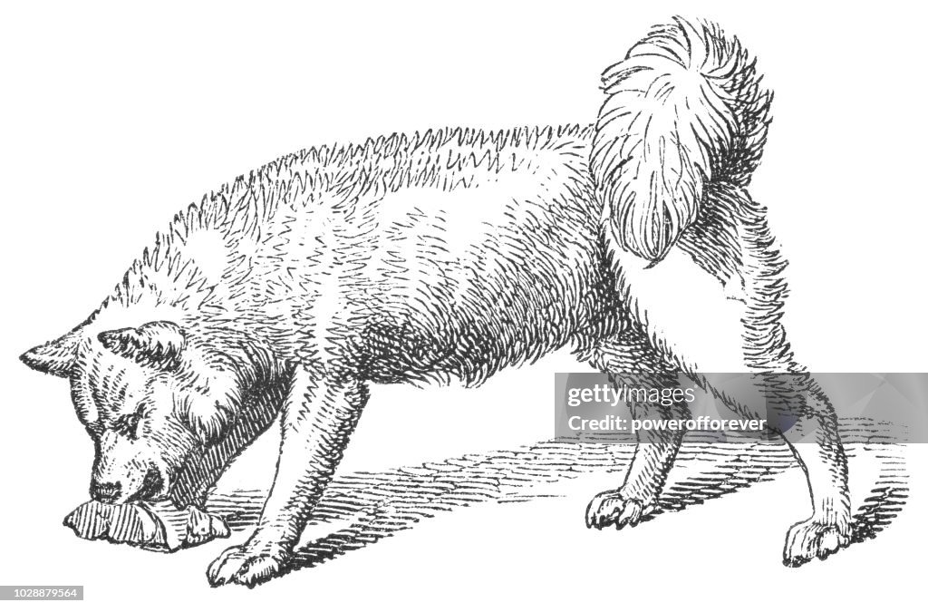 Greenland Dog