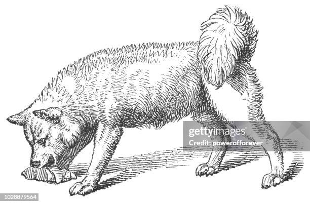 Greenland Dog High-Res Vector Graphic