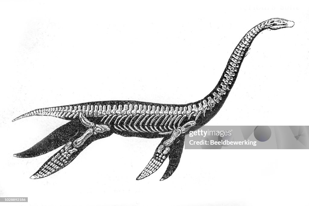 Plesiosaur